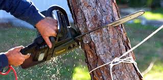 Best Firewood Processing and Delivery  in Maryland City, MD