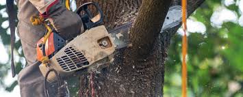 Best Emergency Tree Removal  in Maryland City, MD