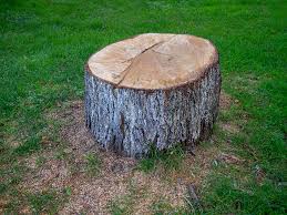 Best Leaf Removal  in Maryland City, MD