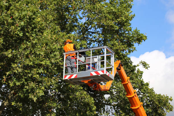Best Hazardous Tree Removal  in Maryland City, MD