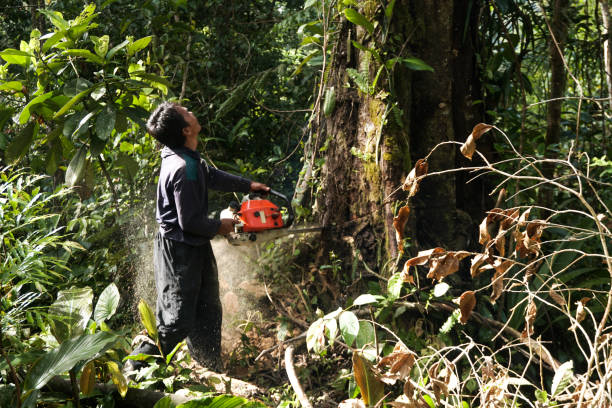 Best Arborist Consultation Services  in Maryland City, MD