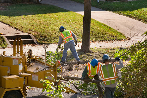 Best Root Management and Removal  in Maryland City, MD