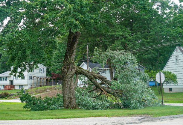 Best Stump Grinding and Removal  in Maryland City, MD