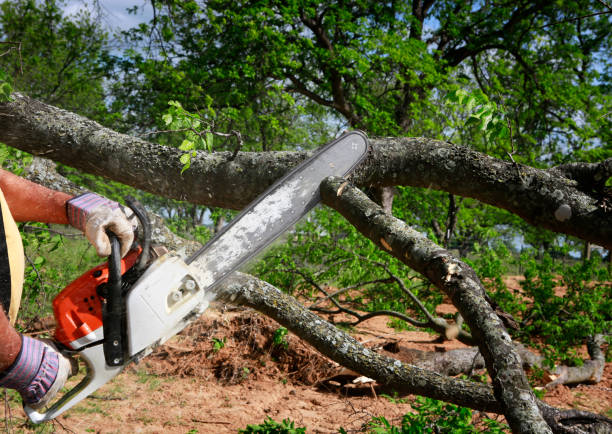 How Our Tree Care Process Works  in  Maryland City, MD